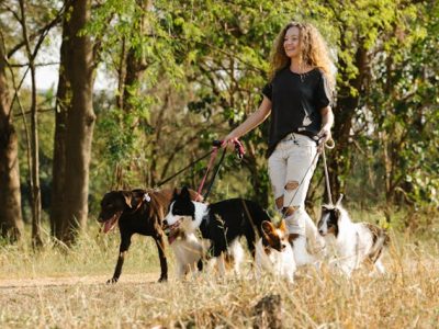 5 Top Cities to Start a Successful Dog Walking Business