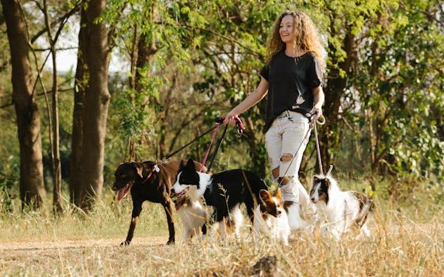 5 Top Cities to Start a Successful Dog Walking Business