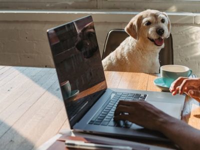 Dog If You Work
