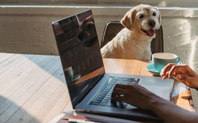Dog If You Work