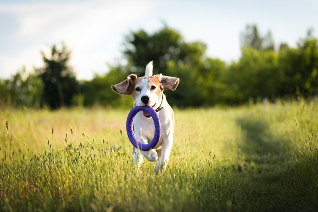 Why Exercise Matters for Dogs