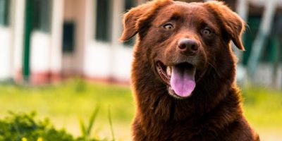Tips for New Dog Owners