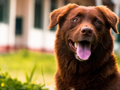 Tips for New Dog Owners