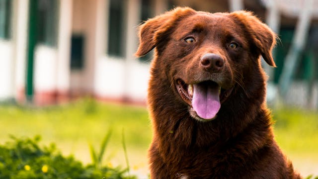 Tips for New Dog Owners