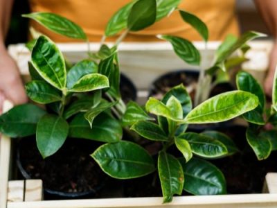 Guide to Choosing the Perfect Planter for Lemon Trees