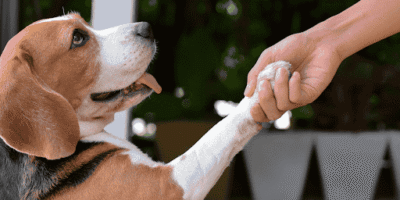 Teaching Your Dog Amazing Tricks Beyond the Basics