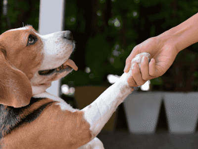 Teaching Your Dog Amazing Tricks Beyond the Basics