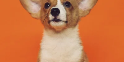 First Dog? Here's What You'll Need to Know