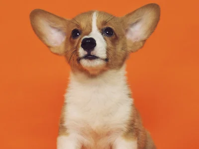 First Dog? Here's What You'll Need to Know