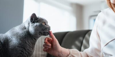 Common Skin Changes That Worry Pet Owners in Britain