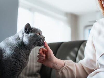 Common Skin Changes That Worry Pet Owners in Britain