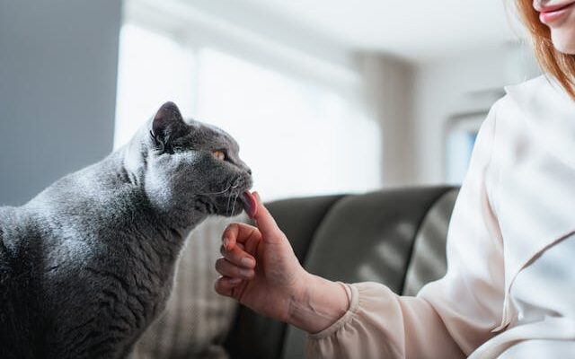 Common Skin Changes That Worry Pet Owners in Britain