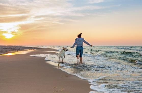 The Best Dog-Friendly Holidays in the UK